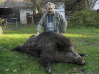 /album/fotogalerie/trus-s-prasetem-gif-gif/